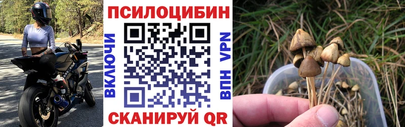 MEGA ТОР  купить  цена  Грайворон  Галлюциногенные грибы Psilocybine cubensis 